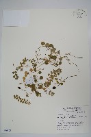 普刺特草藏品圖，第1張