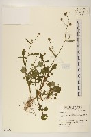 矮菊藏品圖，第1張