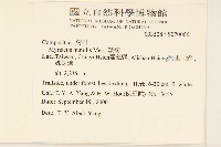 矮菊藏品圖，第2張