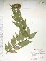 臺灣繡線菊藏品圖，第1張