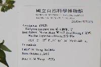 華九頭獅子草藏品圖，第2張