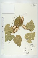 王瓜藏品圖，第1張