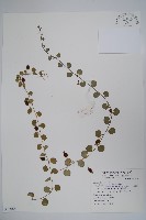 普刺特草藏品圖，第1張