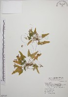 短毛堇菜藏品圖，第1張