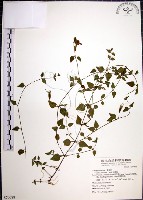 倒地蜈蚣藏品圖，第1張