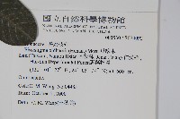 瓜馥木藏品圖，第2張