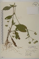 地膽草、毛蓮菜藏品圖，第1張