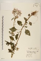 飛機草藏品圖，第1張