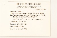 飛機草藏品圖，第2張