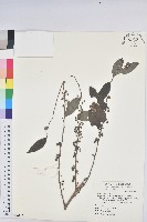 裡白饅頭果藏品圖，第1張