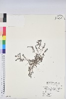 伏生大戟藏品圖，第1張