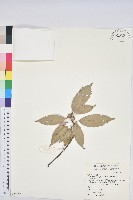 青剛櫟、鐵椆藏品圖，第1張