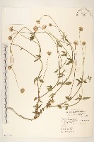 長柄菊藏品圖，第1張