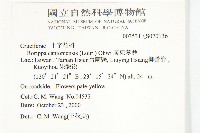 廣東葶藶藏品圖，第2張