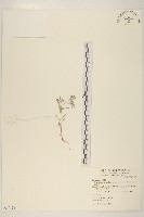 鼠麴草藏品圖，第1張