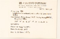 鼠麴草藏品圖，第2張