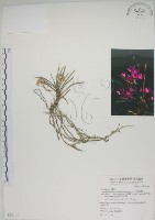 鹿角蘭、小鹿角蘭藏品圖，第1張