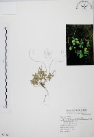 小椒草藏品圖，第1張