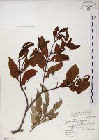 椆樹桑寄生, 大葉榿寄生藏品圖，第1張