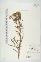 伽藍菜、倒吊蓮藏品圖，第1張