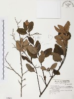 杜鵑桑寄生藏品圖，第1張