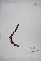 穗花蛇菰藏品圖，第1張