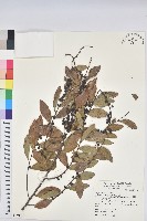 土密樹藏品圖，第1張