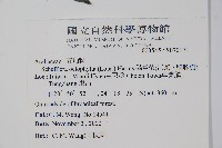 鵝掌柴、江某、鴨腳樹藏品圖，第2張