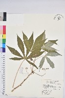 樹薯、木薯藏品圖，第1張