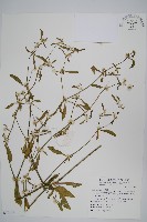 毛蓮子草藏品圖，第1張