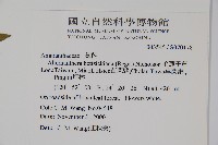 毛蓮子草藏品圖，第5張