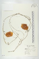 槭葉括摟藏品圖，第1張