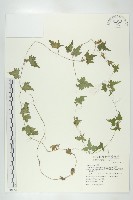 天花藏品圖，第1張