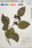枳椇藏品圖，第1張