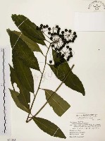 黑星紫金牛藏品圖，第1張