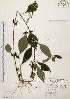 臺灣鱗球花藏品圖，第1張