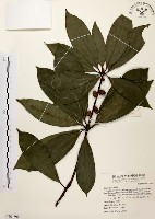 五掌楠藏品圖，第1張