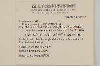 薄葉艾納香藏品圖，第2張