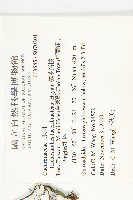 槭葉括摟藏品圖，第2張