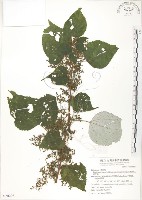 青苧麻藏品圖，第1張