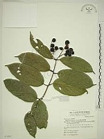 巒大雀梅藤藏品圖，第1張