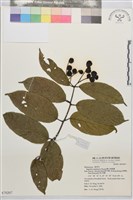 巒大雀梅藤藏品圖，第2張