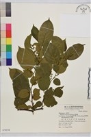 桶鉤藤藏品圖，第1張