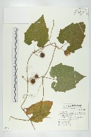 青牛膽藏品圖，第1張