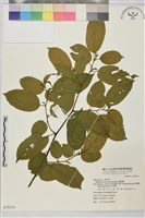 桶鉤藤藏品圖，第1張