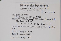 布朗藤藏品圖，第2張