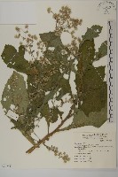 布朗藤藏品圖，第3張