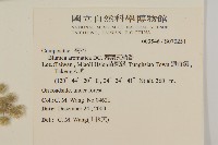 布朗藤藏品圖，第4張