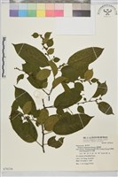 桶鉤藤藏品圖，第1張