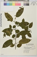 桶鉤藤藏品圖，第1張